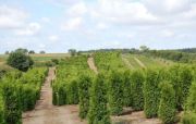 thuja-brabant-180-200cm-lebensbaum-brabant-heckenpflanzen-wurzelballen-unsere-transport[2].jpg